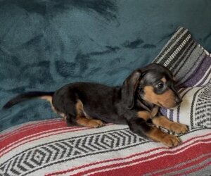 Dachshund Puppy for sale in BLMGTN, IN, USA