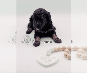 Goldendoodle Puppy for sale in MARYVILLE, MO, USA