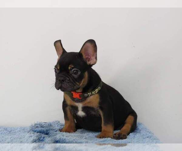 Medium Photo #3 French Bulldog Puppy For Sale in SACRAMENTO, CA, USA