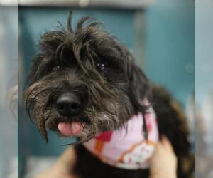 Mutt Dogs for adoption in San Antonio, TX, USA