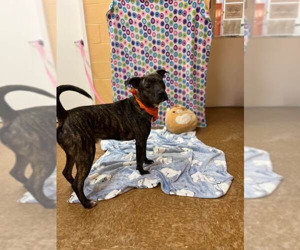 Medium Photo #3 Boxador Puppy For Sale in Orangeburg, SC, USA