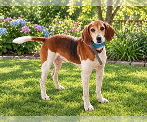 Mutt Dogs for adoption in Rocky Mount, NC, USA