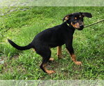 Small #2 Catahoula Leopard Dog-Labrador Retriever Mix
