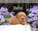 Small #4 Golden Retriever
