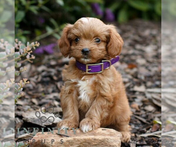 Medium Photo #2 Cavapoo (Miniature) Puppy For Sale in COATESVILLE, PA, USA