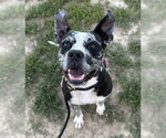 Small #3 Catahoula Leopard Dog Mix