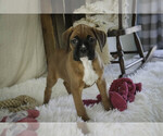 Small #3 Boxer