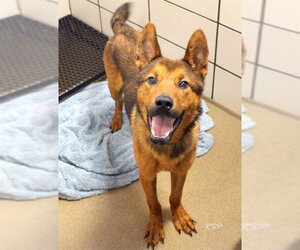 Chow Chow-German Shepherd Dog Mix Dogs for adoption in Fort Wayne, IN, USA