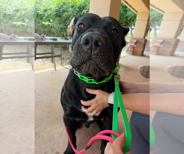 Medium Photo #4 Mutt Puppy For Sale in Goodyear, AZ, USA