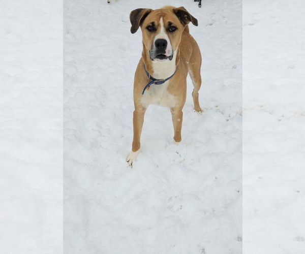 Medium Photo #5 Anatolian Shepherd-Boxer Mix Puppy For Sale in Corinth, MS, USA