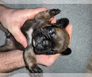 French Bulldog Puppy for sale in PORTLAND, OR, USA