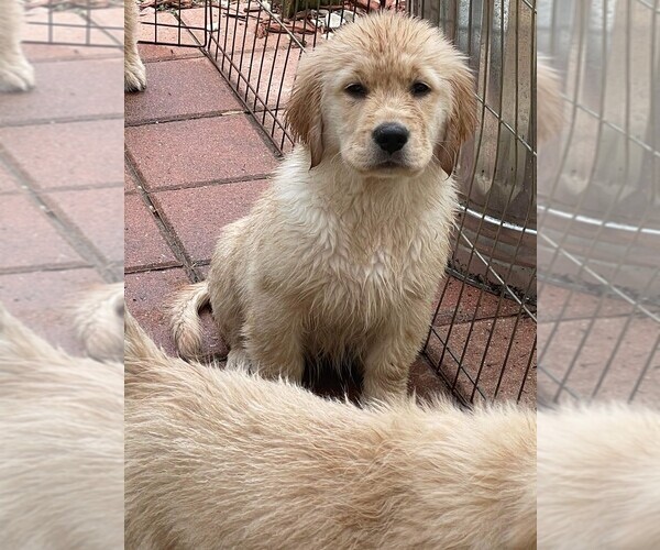 Medium Photo #11 Golden Retriever Puppy For Sale in ABERDEEN, NC, USA