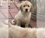 Small Photo #11 Golden Retriever Puppy For Sale in ABERDEEN, NC, USA