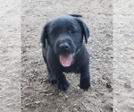 Small #15 Labrador Retriever