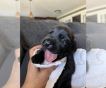 Small Photo #3 Labrador Retriever Puppy For Sale in CARMICHAEL, CA, USA