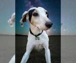 Small #2 English Coonhound-Treeing Walker Coonhound Mix