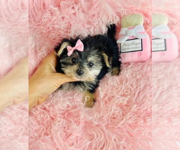 Medium Photo #20 Morkie Puppy For Sale in THONOTOSASSA, FL, USA