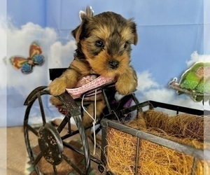 Yorkshire Terrier Puppy for sale in CASSVILLE, MO, USA