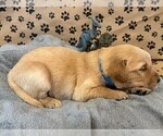 Small #8 Golden Retriever
