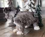 Small Photo #5 Schnauzer (Miniature) Puppy For Sale in FLORENCE, SD, USA