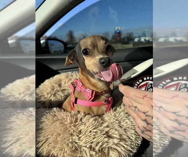 Medium Photo #2 Chihuahua-Unknown Mix Puppy For Sale in Boston, MA, USA
