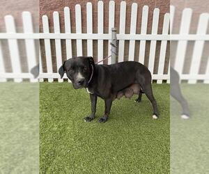 American Pit Bull Terrier Dogs for adoption in Modesto, CA, USA