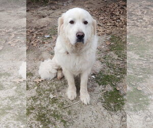Mama - Female Great Pyrenees Dog for Adoption