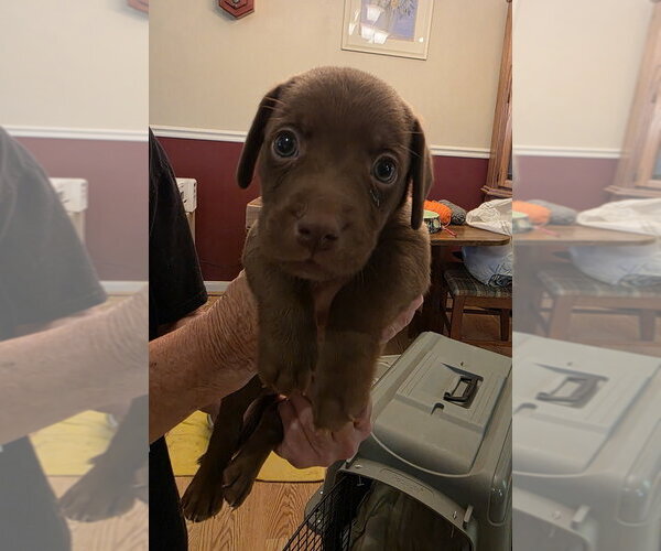 Medium Photo #3 Doxle Puppy For Sale in Aurora, IN, USA
