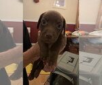 Small #2 Doxle