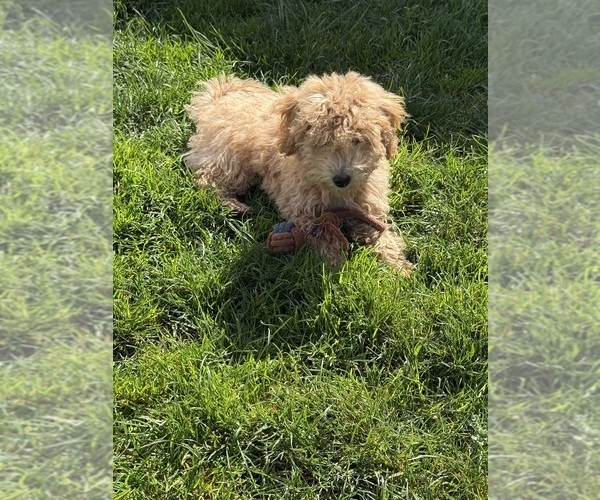 Medium Photo #7 ShihPoo Puppy For Sale in SALEM, OR, USA
