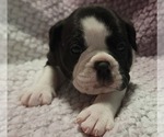 Small #3 Olde English Bulldogge