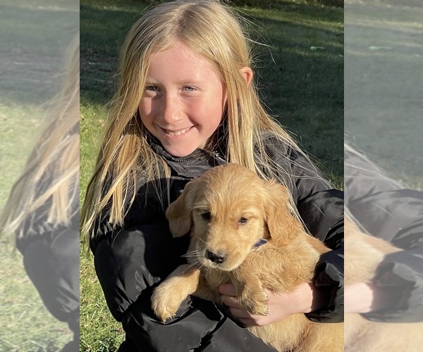 Medium Photo #3 Golden Retriever Puppy For Sale in WOODSTOCK, CT, USA