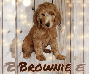 Goldendoodle Puppy for sale in FONTANA, CA, USA