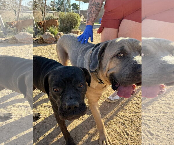 Medium Photo #8 Mutt Puppy For Sale in Goodyear, AZ, USA