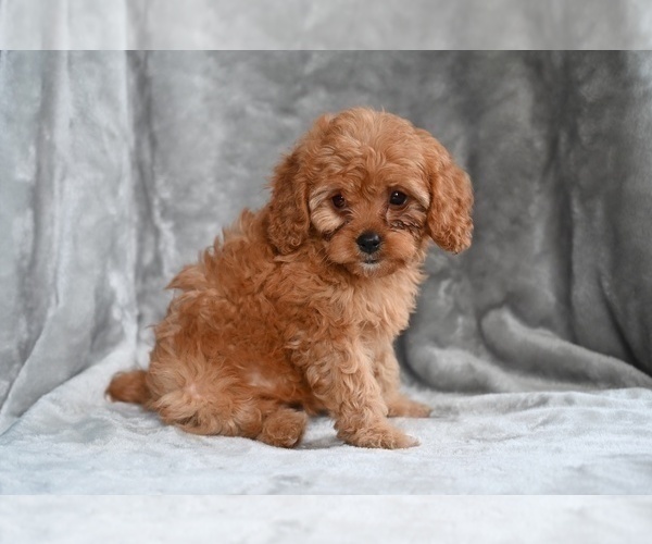 Medium Photo #3 Cavapoo Puppy For Sale in MILLERSBURG, OH, USA