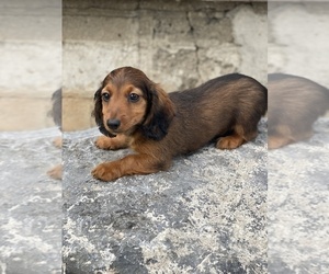 Dachshund Dog for Adoption in CANOGA, New York USA