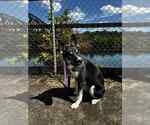 Small #1 Huskies  Mix