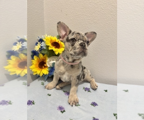 Medium Photo #4 French Bulldog Puppy For Sale in VALRICO, FL, USA
