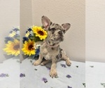 Small #3 French Bulldog