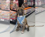 Small Bulldog Mix