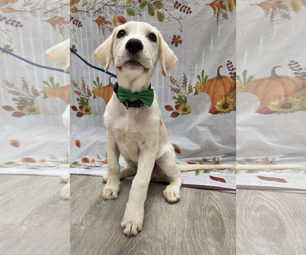 Medium Photo #3 Golden Labrador Puppy For Sale in Attalka, AL, USA