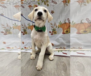 Clover - Male Golden Labrador Dog for Adoption - Photo #3