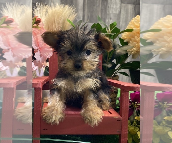 Medium Photo #3 Yorkshire Terrier Puppy For Sale in CANOGA, NY, USA