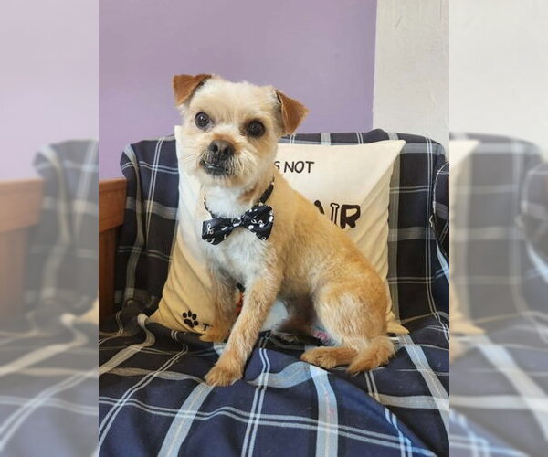 Medium Photo #1 Mutt Puppy For Sale in Warrenton, VA, USA