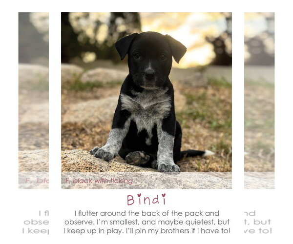 Medium Photo #3 Mutt Puppy For Sale in MIDWAY, UT, USA