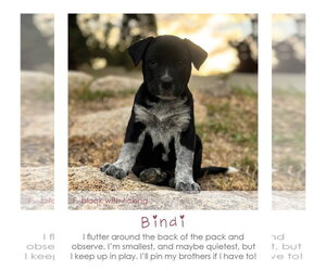 Bindi - Female Mutt Dog for Adoption - Photo #3