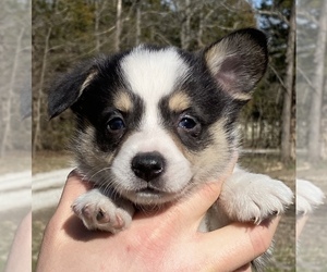 Medium Pembroke Welsh Corgi