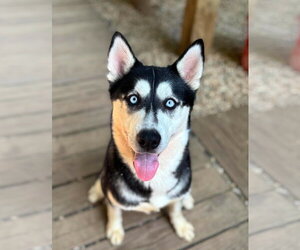 Siberian Husky Dogs for adoption in Matawan, NJ, USA