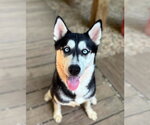 Small Siberian Husky