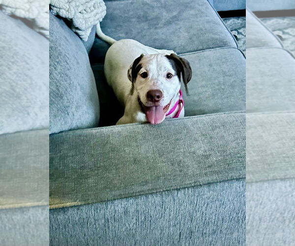 Medium Photo #6 Labrador Retriever-Unknown Mix Puppy For Sale in Brewster, NY, USA